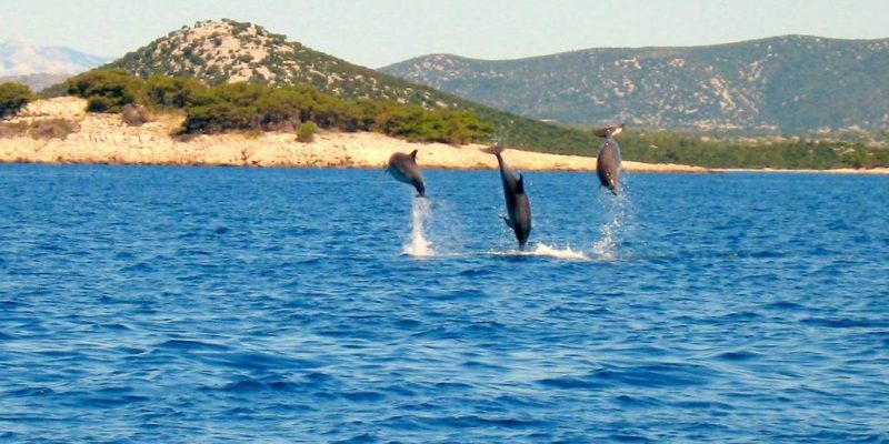 Küste Kroatien Delfine